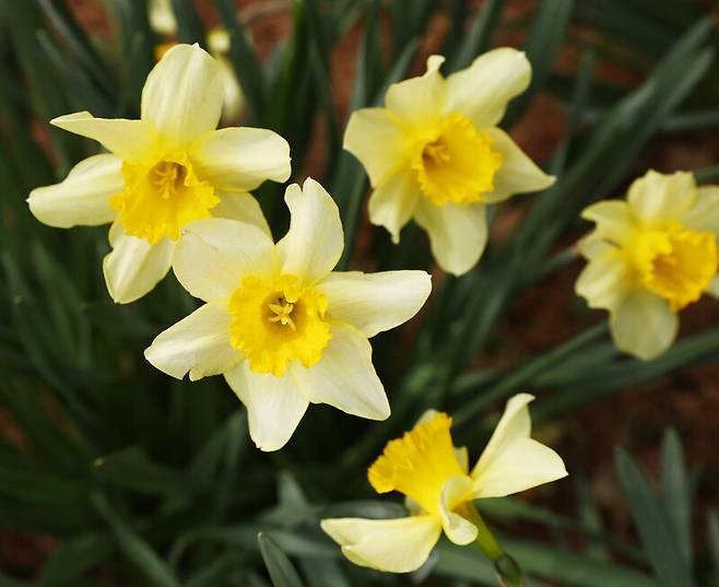 ‘서산 유기방가옥’ 수선화. 박미향 기자