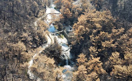 안동 만휴정. 만휴정을 둘러싼 숲이 온통 잿빛이다. 솔잎이 누런 건 소나무가 불에 말랐기 때문이다.