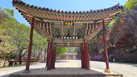 경북 의성 고운사 일주문. 고운사는 지난 3월 산불로 큰 피해를 입었으나 보도와 달리 전소하지는 않았다. 시커멓게 그을린 일주문 오른쪽 숲과 신록 푸른 왼쪽 숲이 마주보고 있다.