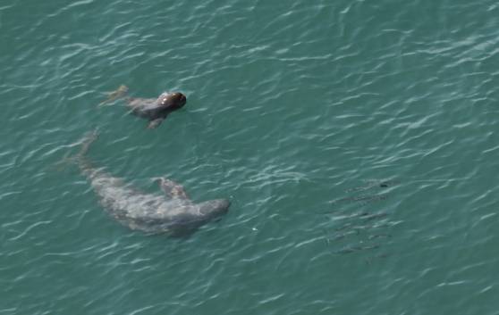 새끼와 어미가 먹이를 추적하는 모습.