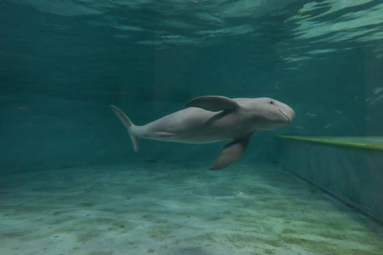 멸종위기 상괭이는 미소를 짓는 듯한 표정으로 웃는 돌고래로 알려져 있다. 사진 국립생물자원관