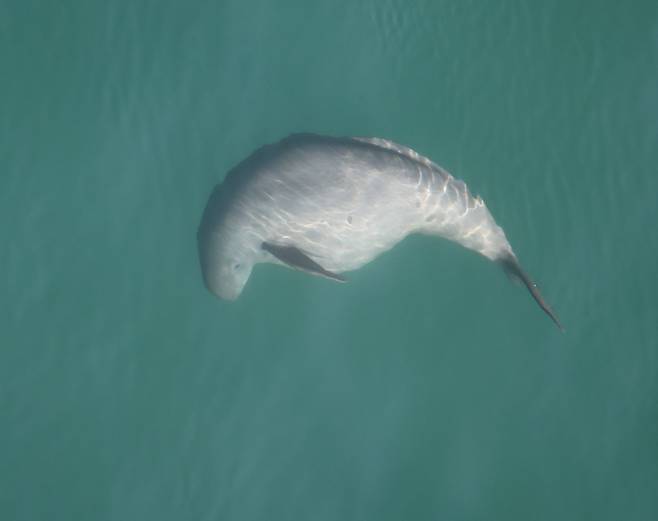 출산 시기가 다가온 만삭 상태 상괭이 모습. 2025. 1. 16. 한려해상국립공원