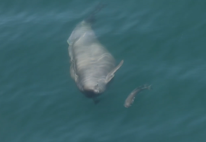 상괭이가 먹이(숭어) 사냥을 위해 추적하는 모습. 2025. 4. 7. 한려해상국립공원