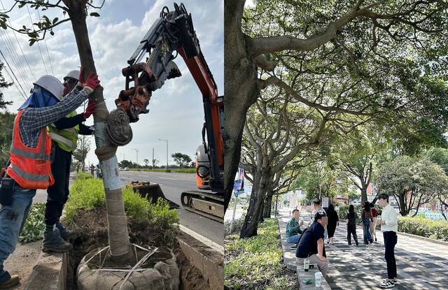 지난달 21일 제주시 번영로 입구 도로변에서 느티나무 보식 작업이 이뤄지고 있다. 제주도는 기존 먼나무 가로수가 생장이 느려 그늘 형성이 더디자 수관이 넓은 느티나무를 추가 식재하기로 했다. 오른쪽 사진은 제주시 연동 삼다공원 주변 나무 아래에서 시민들이 담소를 나누고 있는 모습. 삼다공원 일대는 1980년대 행정타운으로 조성하면서 식재한 후박나무, 담팔수 등이 거대한 녹음을 이루고 있다.