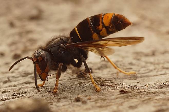 등검은말벌 [WWF 제공]