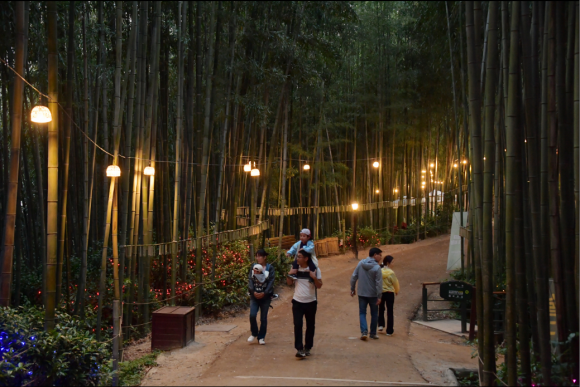 2024년 5월 전남 담양군 대나무 축제장 죽녹원에서 관광객들이 야간 투어를 즐기고 있다.  (담양군 제공)