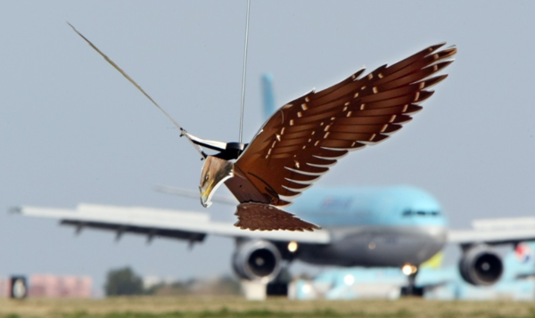 한국공항공사 제주지역본부가 국내에서는 처음으로 버드 스트라이크(Bird Strike)를 일으키는 조류 퇴치를 위해 제주국제공항 활주로 주변에 설치한 독수리 모형 [사진 = 연합뉴스]