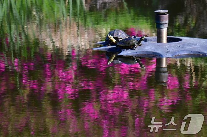 4월 마지막 날인 30일 오전 포스텍(포항공대) 내 작은 연못 분수대 위에서 청거북 두 마리가 햇볕을 쬐고 있다. 2025.4.30/뉴스1 ⓒ News1 최창호 기자