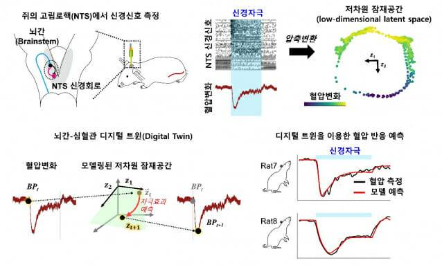 고립로핵(NTS)의 저차원 잠재공간 메커니즘을 기반으로  뇌-심혈관 작동 원리를  디지털 트윈으로 구현한 모식도.