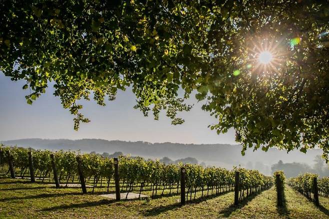 '햄블던 빈야드(Hambledon Vineyard)'의 포도밭 전경.