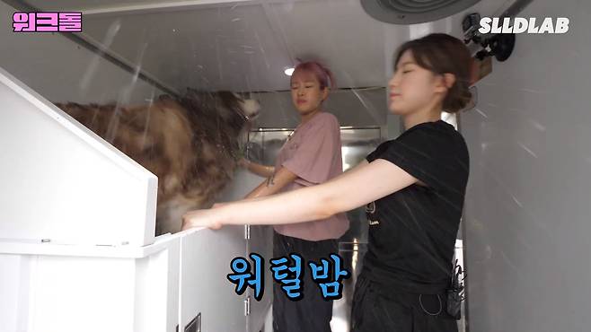 YclCLE 대형견 목욕알바 했다가 미친 시급에 깜짝 놀란 알바생 근황 ㄷㄷㄷ..JPG 대형견 목욕알바 했다가 미친 시급에 깜짝 놀란 알바생 ㄷㄷㄷ..JPG