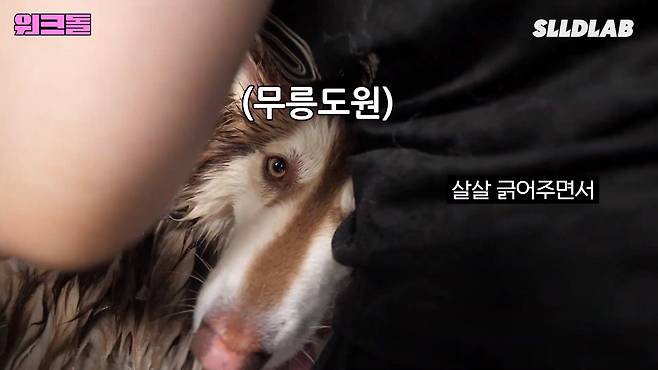 hTqNIJ 대형견 목욕알바 했다가 미친 시급에 깜짝 놀란 알바생 근황 ㄷㄷㄷ..JPG 대형견 목욕알바 했다가 미친 시급에 깜짝 놀란 알바생 ㄷㄷㄷ..JPG