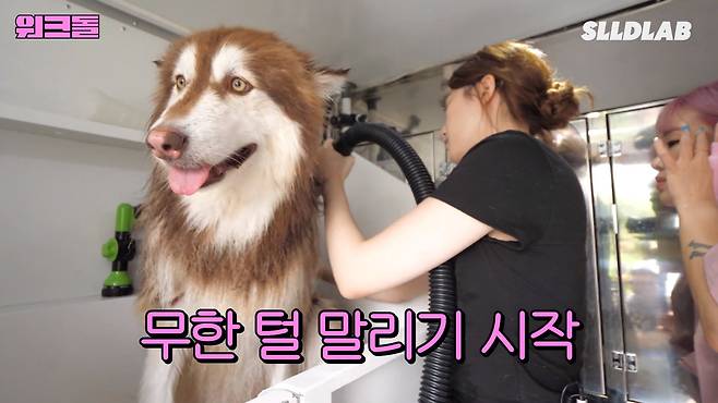 cFlDjG 대형견 목욕알바 했다가 미친 시급에 깜짝 놀란 알바생 근황 ㄷㄷㄷ..JPG 대형견 목욕알바 했다가 미친 시급에 깜짝 놀란 알바생 ㄷㄷㄷ..JPG