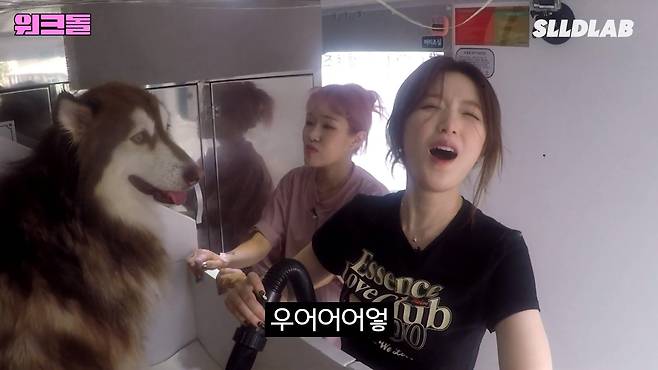 wapUwk 대형견 목욕알바 했다가 미친 시급에 깜짝 놀란 알바생 근황 ㄷㄷㄷ..JPG 대형견 목욕알바 했다가 미친 시급에 깜짝 놀란 알바생 ㄷㄷㄷ..JPG