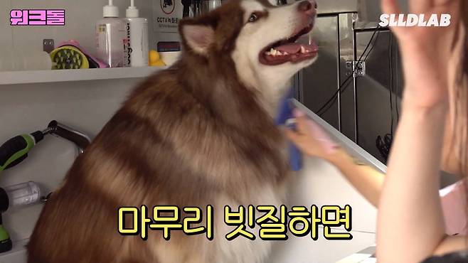 xliIKg 대형견 목욕알바 했다가 미친 시급에 깜짝 놀란 알바생 근황 ㄷㄷㄷ..JPG 대형견 목욕알바 했다가 미친 시급에 깜짝 놀란 알바생 ㄷㄷㄷ..JPG