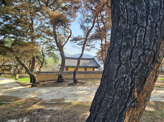 안동 묵계서원. 담장 밖 소나무는 탔으나 담장 안 서원은 말짱하다.