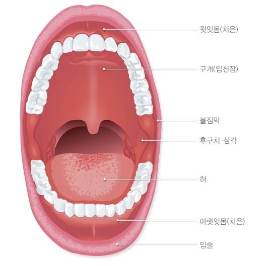 구강암이 생길 수 있는 입안의 다양한 부위. 보건복지부 제공