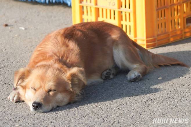 이달부터 반려동물보험(펫보험) 보장이 줄어들었다. 쿠키뉴스 자료사진