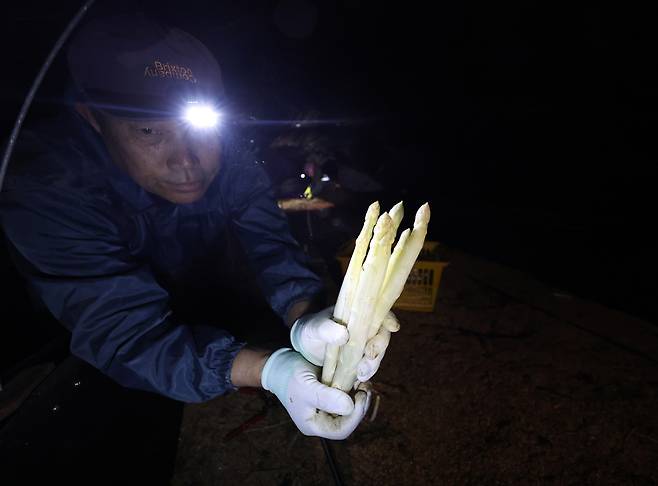 태안서 '채소의 왕' 화이트 아스파라거스 출하 시작 [태안군 제공. 재판매 및 DB 금지]