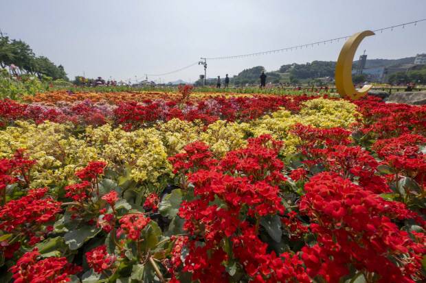 장성 황룡강 길동무 꽃길 축제. <광주일보 자료사진>