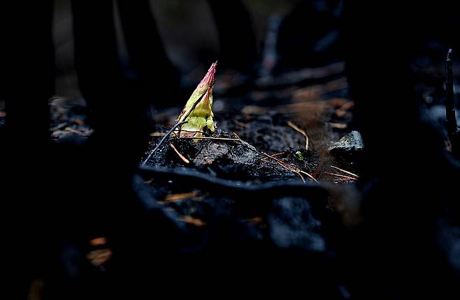 비가 내린 2025년 4월22일, 산불 피해를 본 경남 산청군 시천면 중태마을 산에서 새 죽순이 숯덩이가 된 흙을 뚫고 나왔다.