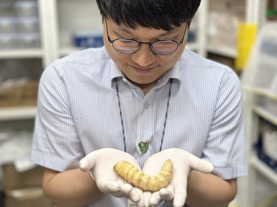 국립수목원 연구원이 장수하늘소 애벌레를 손에 들고 있다. 천권필 기자
