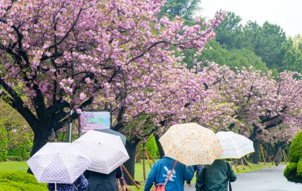 봄비가 내린 지난달 22일 남구 유엔기념공원을 찾은 시민들이 우산을 쓴 채 활짝 핀 겹벚꽃 아래를 지나고 있다.이원준 기자