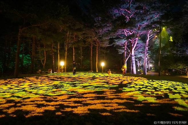 밤이면 낮과 매우 다른 분위기를 연출하는 강릉솔향수목원의 모습. /사진=한국관광공사