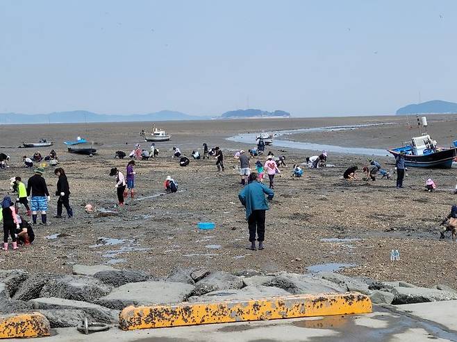 [서산=뉴시스] 충남 서산 중리어촌체험마을을 찾은 관광객들이 바지락 캐기 체험을 하고 있다.(사진=서산시 제공) 2024.06.26. *재판매 및 DB 금지
