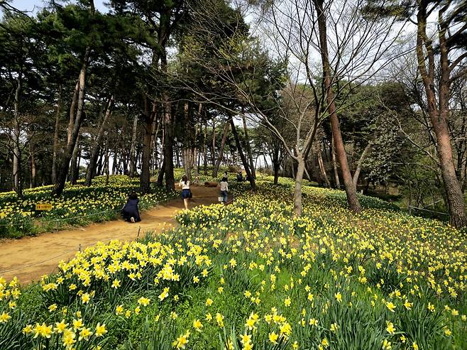 유기방 가옥 수선화.