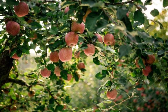 사과 이미지. 아이클릭아트