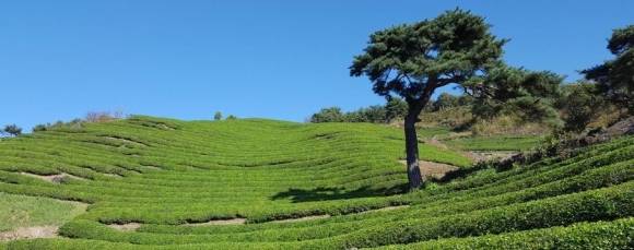 하동군 화개면 정금리 정금마을 주변에 조성돼 있는 정금차밭. 서울신문DB