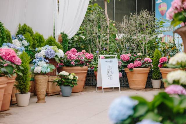 서울식물원 내 낭만수국전. 사진제공=서울시