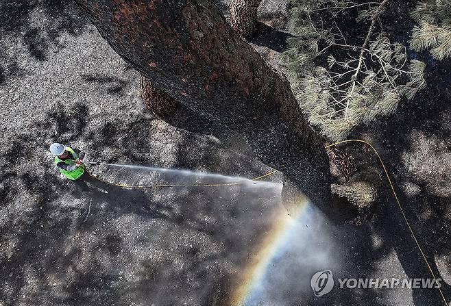 산불에 잿더미 된 자연유산…세척 작업 한창 [연합뉴스 자료사진]