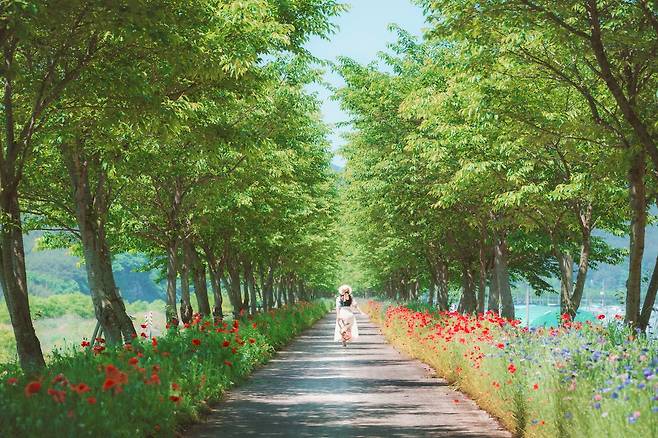 의령 화정 양귀비 꽃길 [경남도 제공. 재판매 및 DB 금지]