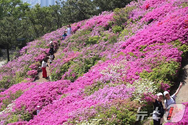 부산 부산진구 백양산 정상 애진봉 철쭉동산을 찾은 등산객들이 만개한 철쭉을 배경으로 사진을 찍고 있다.2025.4.30/뉴스1 ⓒ News1 윤일지 기자