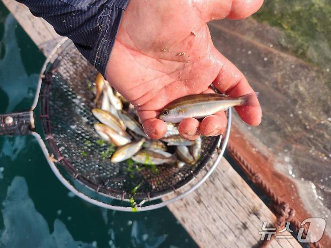벤자리 치어.(경남도 제공. 재판매 및 DB금지.)