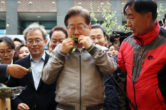 더불어민주당 이재명 대선 후보가 '골목골목 경청투어' 사흘째인 3일 강원도 태백시 장성동 산나물 축제장을 찾아 지역 특산물인 생 어수리 나물을 맛보고 있다. 연합뉴스