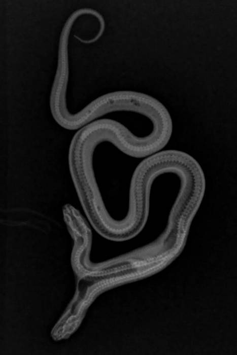 미국 캘리포니아주에서 머리가 두 개로 태어난 캘리포니아 킹스네이크 X선 사진. 사진=인스타그램(East Bay Vivarium)