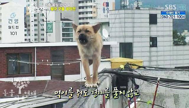 지난 2011년 서울 성산동의 한 주택가에서 발견된 유기견은 건물 5층 옥상 난간에서 위태롭게 서 있었다. SBS 'TV동물농장' 방영분 캡처