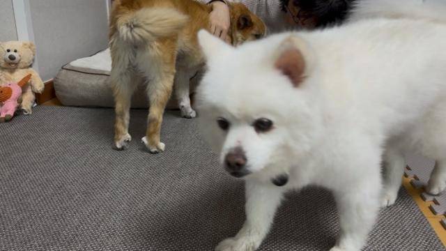 임시보호로 오층이와 한 집에서 지내고 있는 '포라'. 포라도 곧 다영 씨가 입양할 계획이다. 동그람이 정진욱