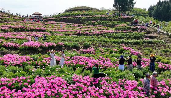 모란꽃이 핀 충칭시의 모습. 화룽왕 홈페이지