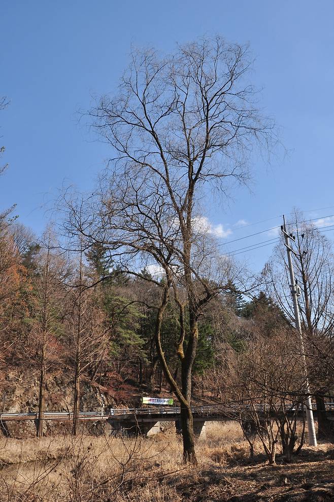 겨울날 잎이 떨어진 왕버들나무[국립생태원 제공]
