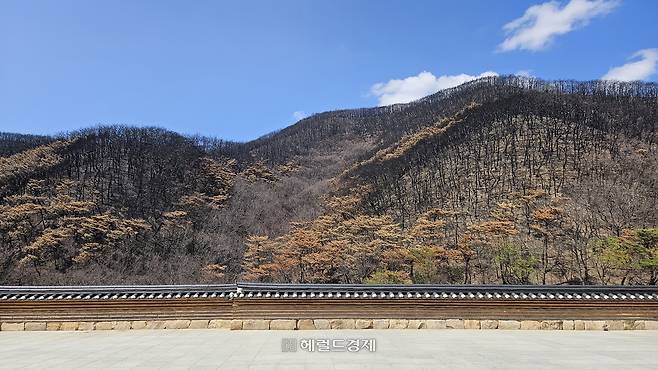 화마가 휩쓸고 간 시커먼 경북 의성 등운산 자락.