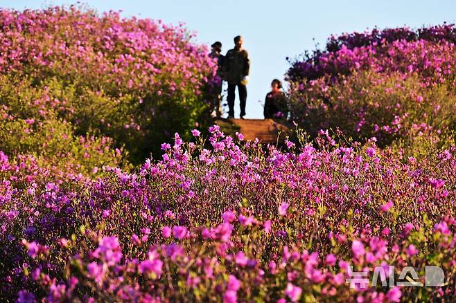 [합천=뉴시스] 차용현 기자 = 4일 오전 경남 합천군 황매산 정상에 화려한 철쭉이 꽃망울을 터뜨려 장관을 이루고 있다. 매년 5월이면 만개하는 황매산 철쭉은 전국 최대 규모로 올해도 어김없이 봄의 절정을 알리며 수많은 상춘객을 유혹하고 있다. 2025.05.04. con@newsis.com