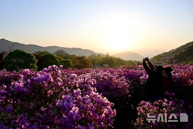 [합천=뉴시스] 차용현 기자 = 4일 오전 경남 합천군 황매산 정상에 화려한 철쭉이 꽃망울을 터뜨려 장관을 이루고 있다. 매년 5월이면 만개하는 황매산 철쭉은 전국 최대 규모로 올해도 어김없이 봄의 절정을 알리며 수많은 상춘객을 유혹하고 있다. 2025.05.04. con@newsis.com