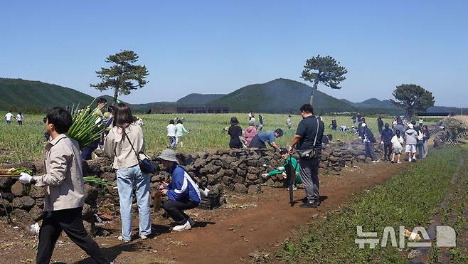 [서귀포=뉴시스] 우장호 기자 = 맑은 날씨를 보인 4일 오후 제주 서귀포시 표선면 보롬왓 농장에서 열린 '파릇파릇 대파축제'에서 입장객들이 대파 구워 먹기 체험을 하며 즐거운 시간을 보내고 있다. 2025.05.04. woo1223@newsis.com