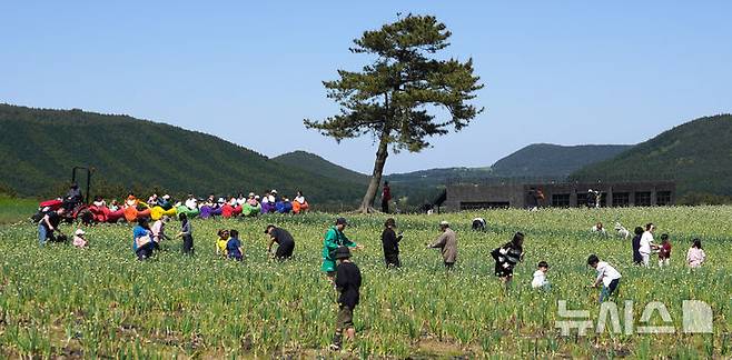 [서귀포=뉴시스] 우장호 기자 = 맑은 날씨를 보인 4일 오후 제주 서귀포시 표선면 보롬왓 농장에서 열린 '파릇파릇 대파축제'에서 입장객들이 대파 수확을 하며 즐거운 시간을 보내고 있다. 2025.05.04. woo1223@newsis.com