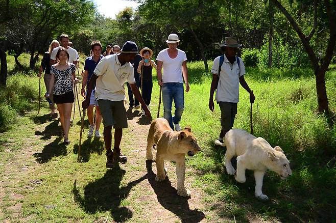 현지 직원이 동행하는 카젤라 파크 투어. 사진제공|팜투어