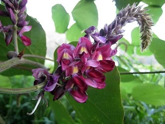 칡꽃 사진 출처 : 나무위키